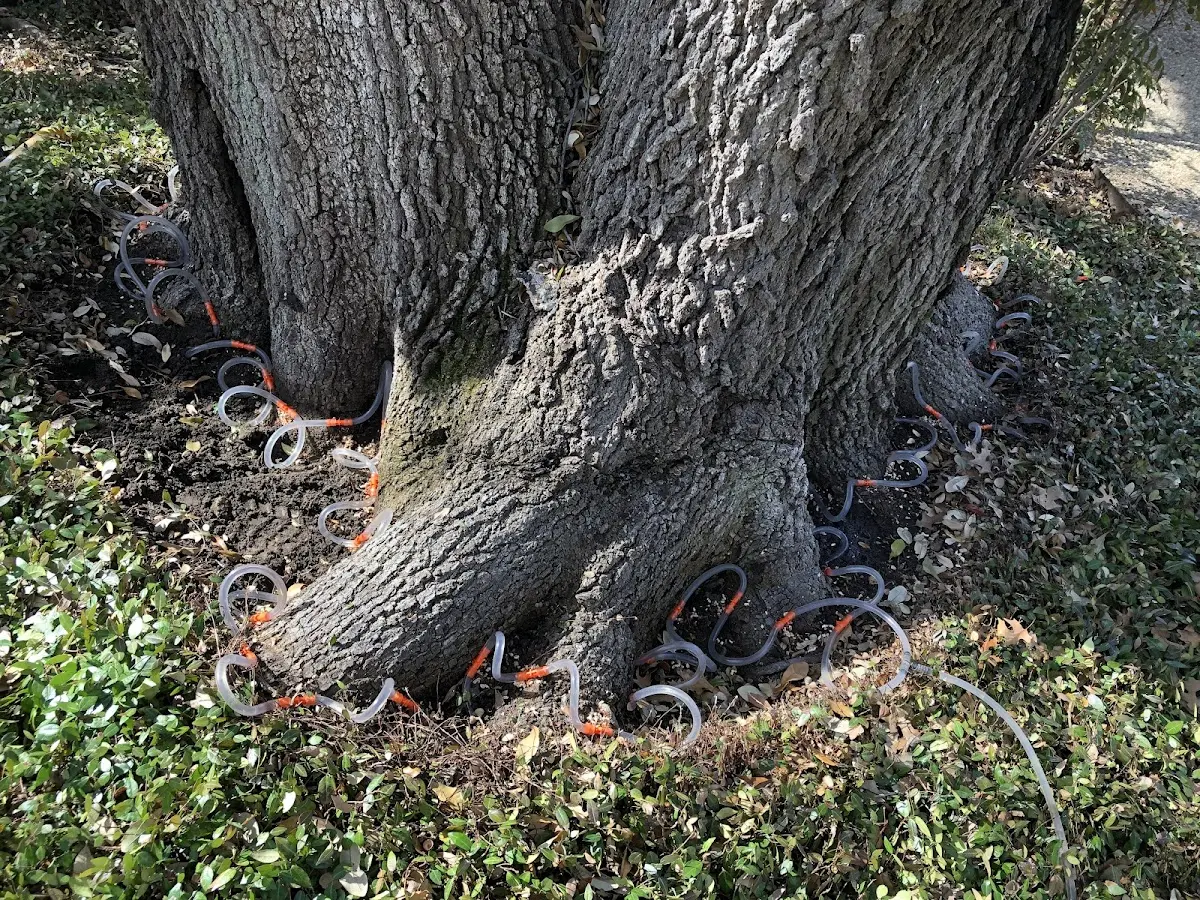 Detailed Tree Cabling and Bracing job site in Linesville