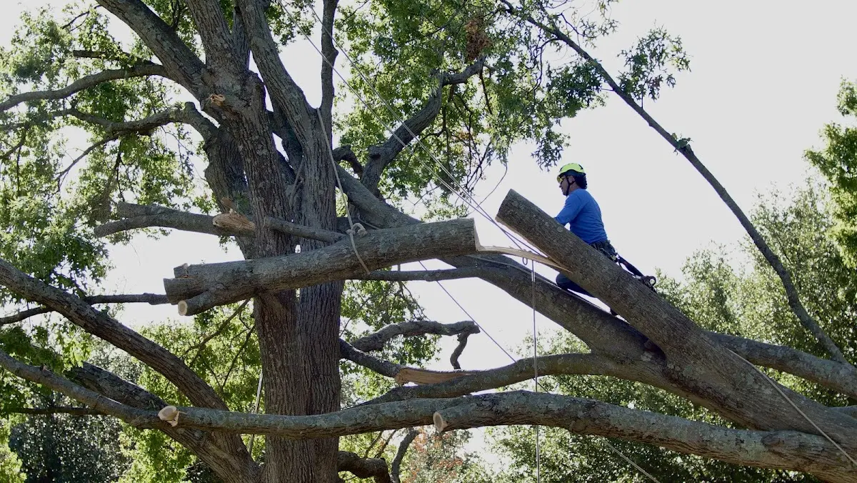 Professional Crown Thinning performed by certified arborists in Linesville