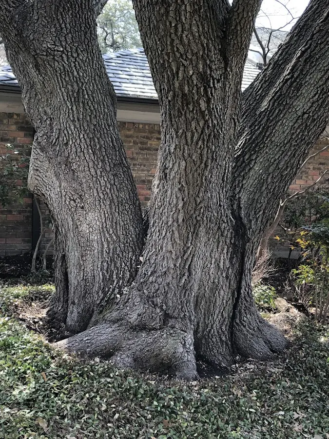 Mature heritage tree close to a Linesville property cared for by certified arborists